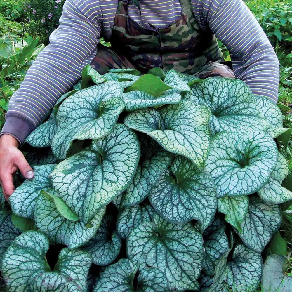 Brunnera Gallon Pot S1274