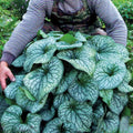 Brunnera Gallon Pot S1274