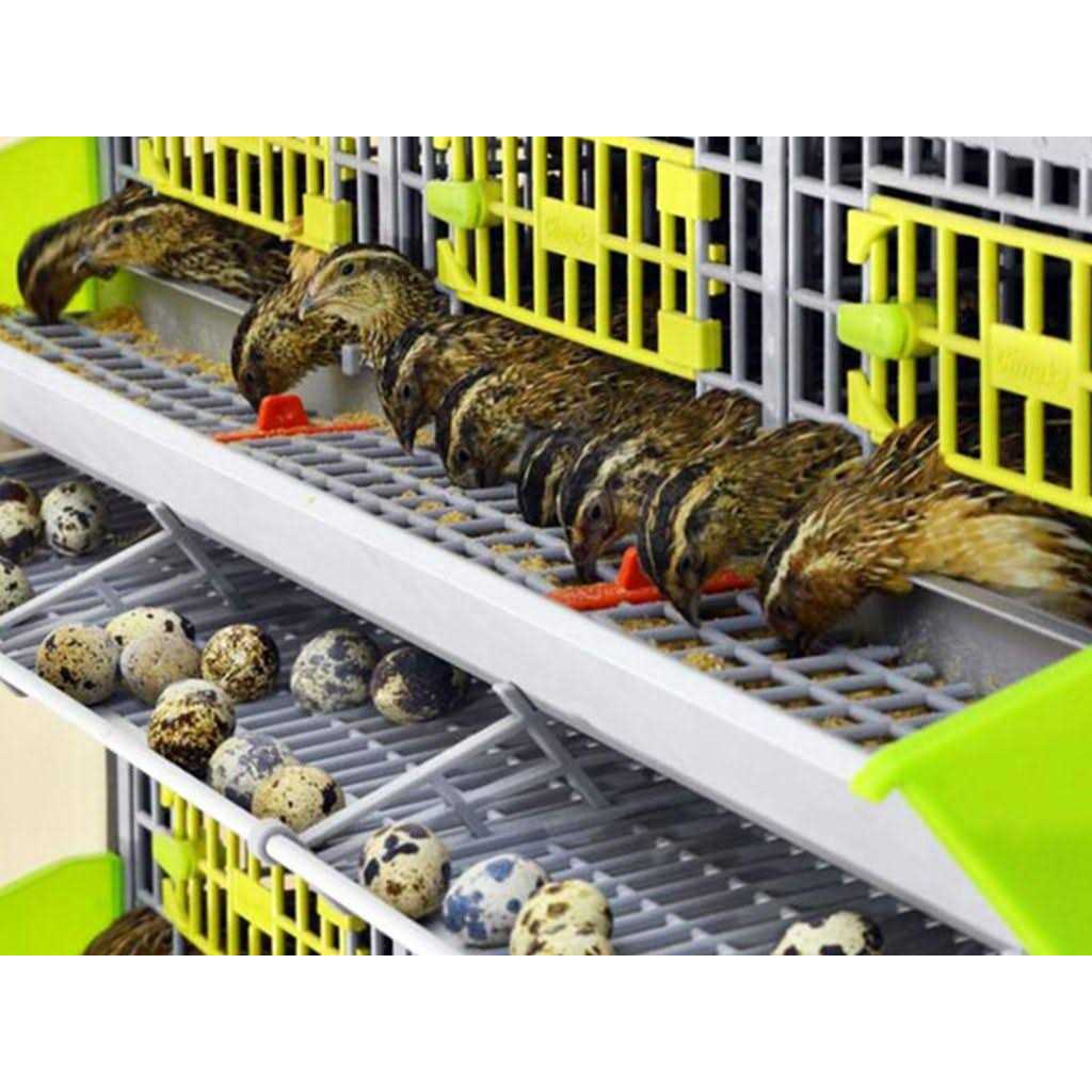 Partridge Cage 1 Layer C9072