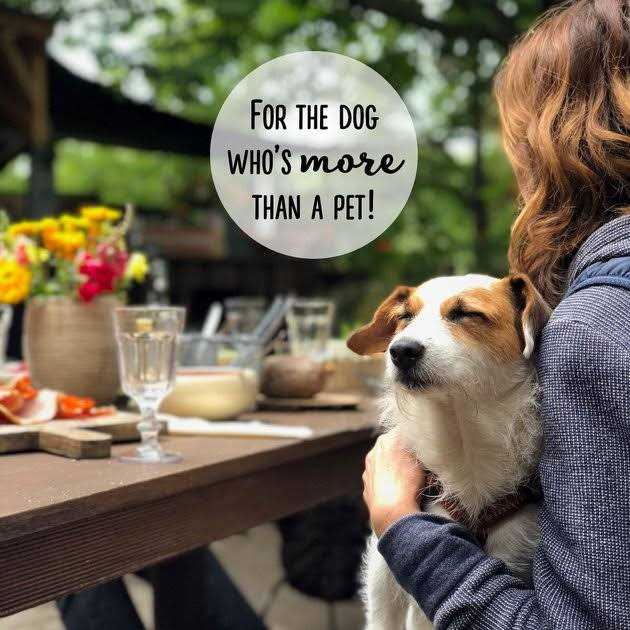 Cheese Flavor Dog Treats C568940