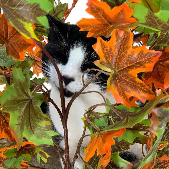 Square Cat Tree U9552