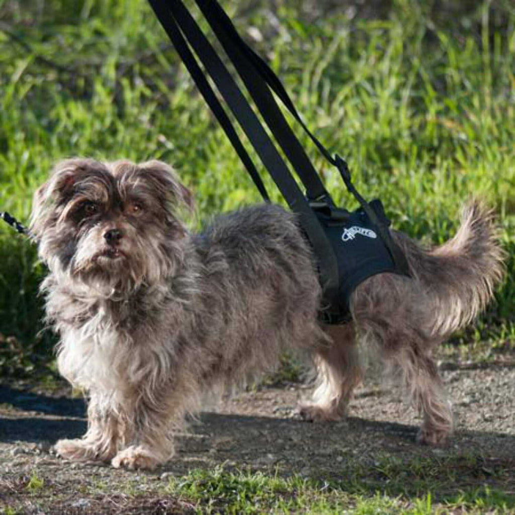 Support Harness Z9811