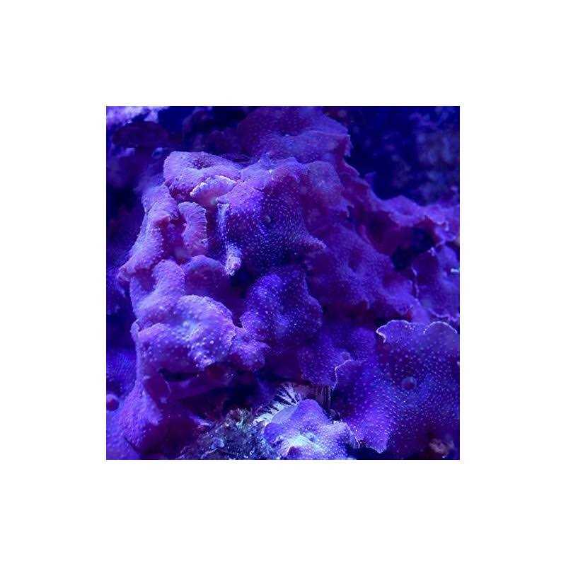 Reptile Water Conditioner G675