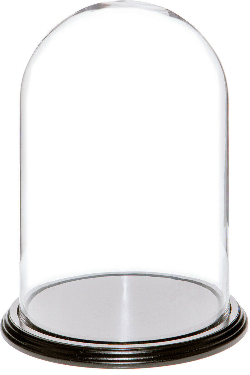 8" x 12" Glass Display Dome Cloche with Black Wood Veneer Base D193