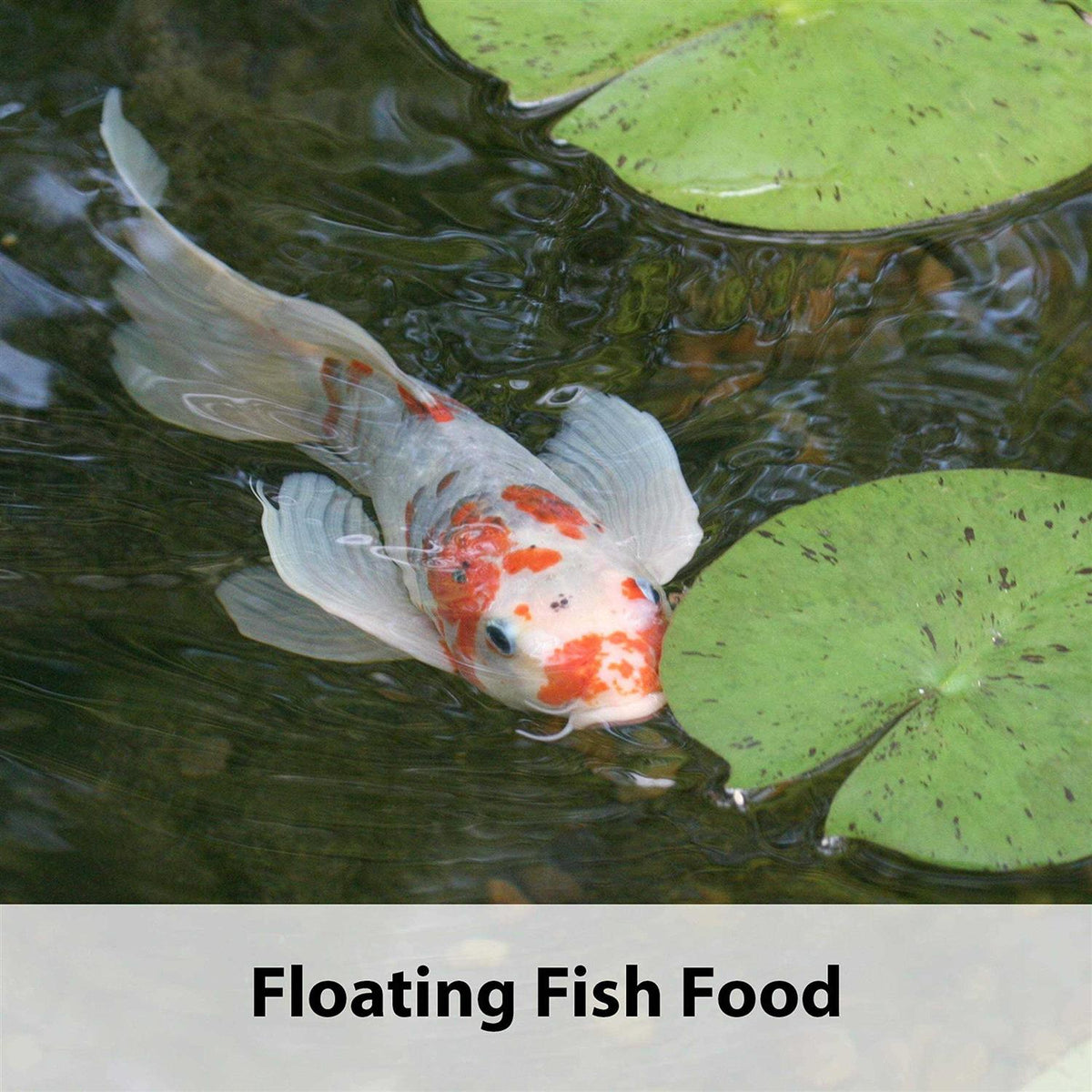 Premium Fish Food N4989