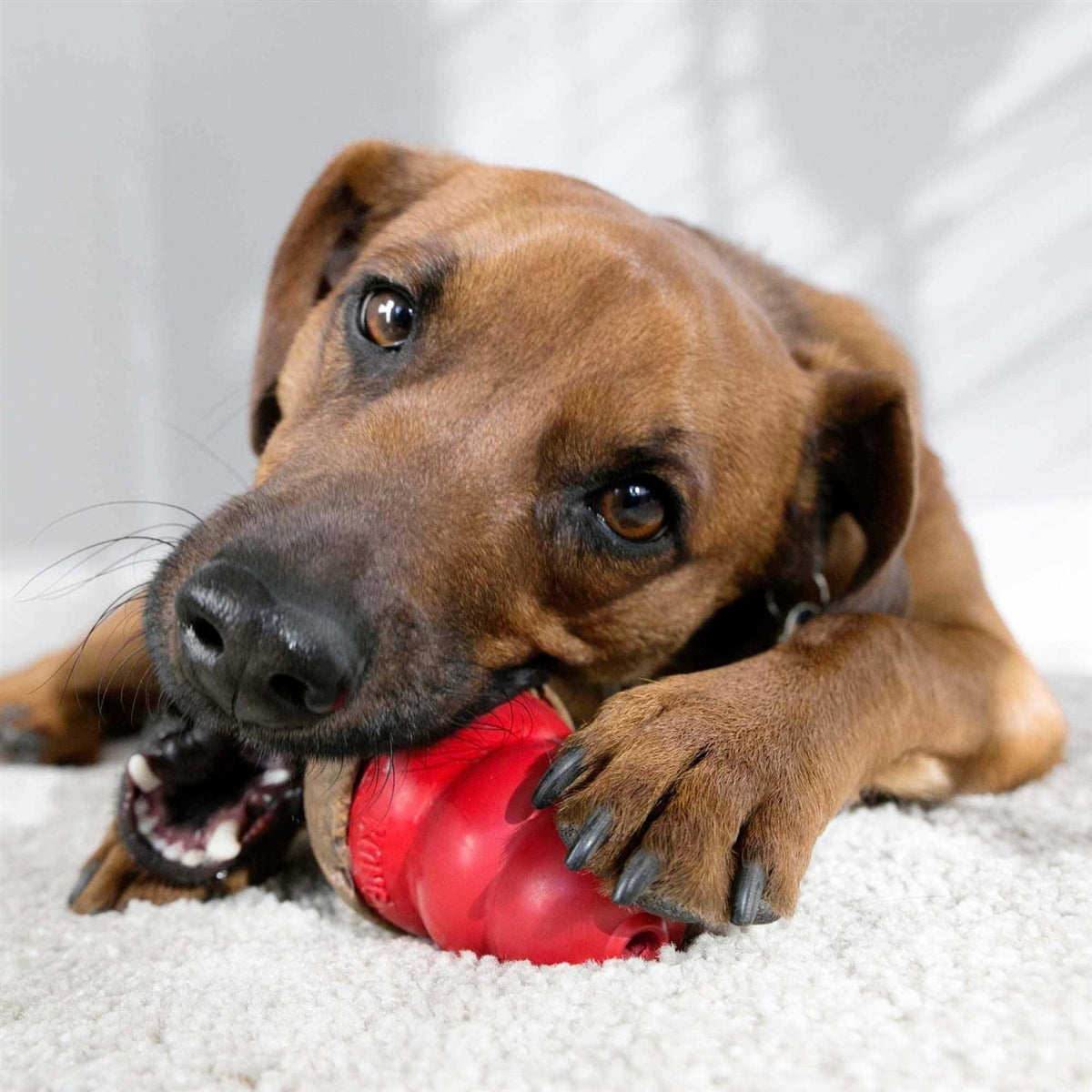 Dog Pet Supplies R147202