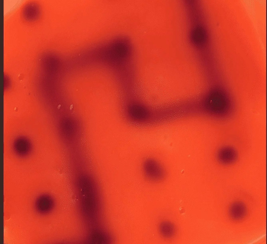 Putty 4" Tin with Glow Charger U389