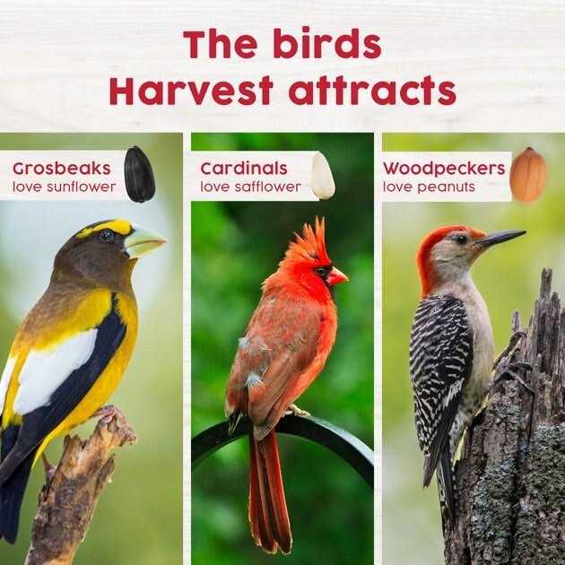 Red Berry & Nut Bird Food R929